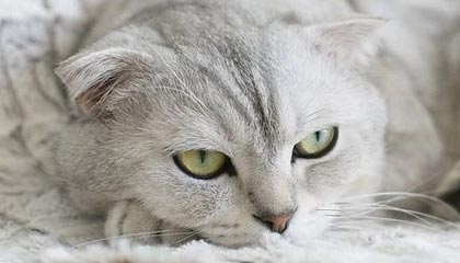 福龙马:股票交易风险提示公告